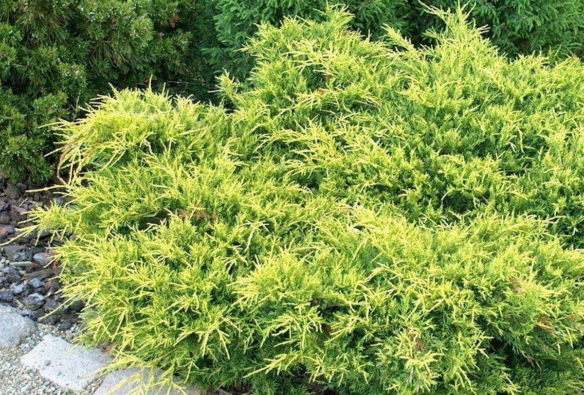 Можжевельник. https://www.botanichka.ru/article/tuya-ili-mozhzhevelnik-chto-vyibrat/