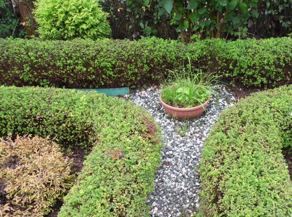  Живая изгородь