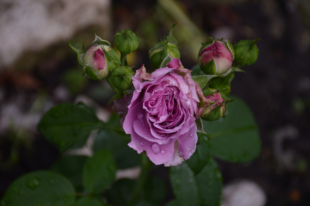 Роза Лавендер Айс, 19 июня 2024. Все фотографии в статье мои. Розы - тоже