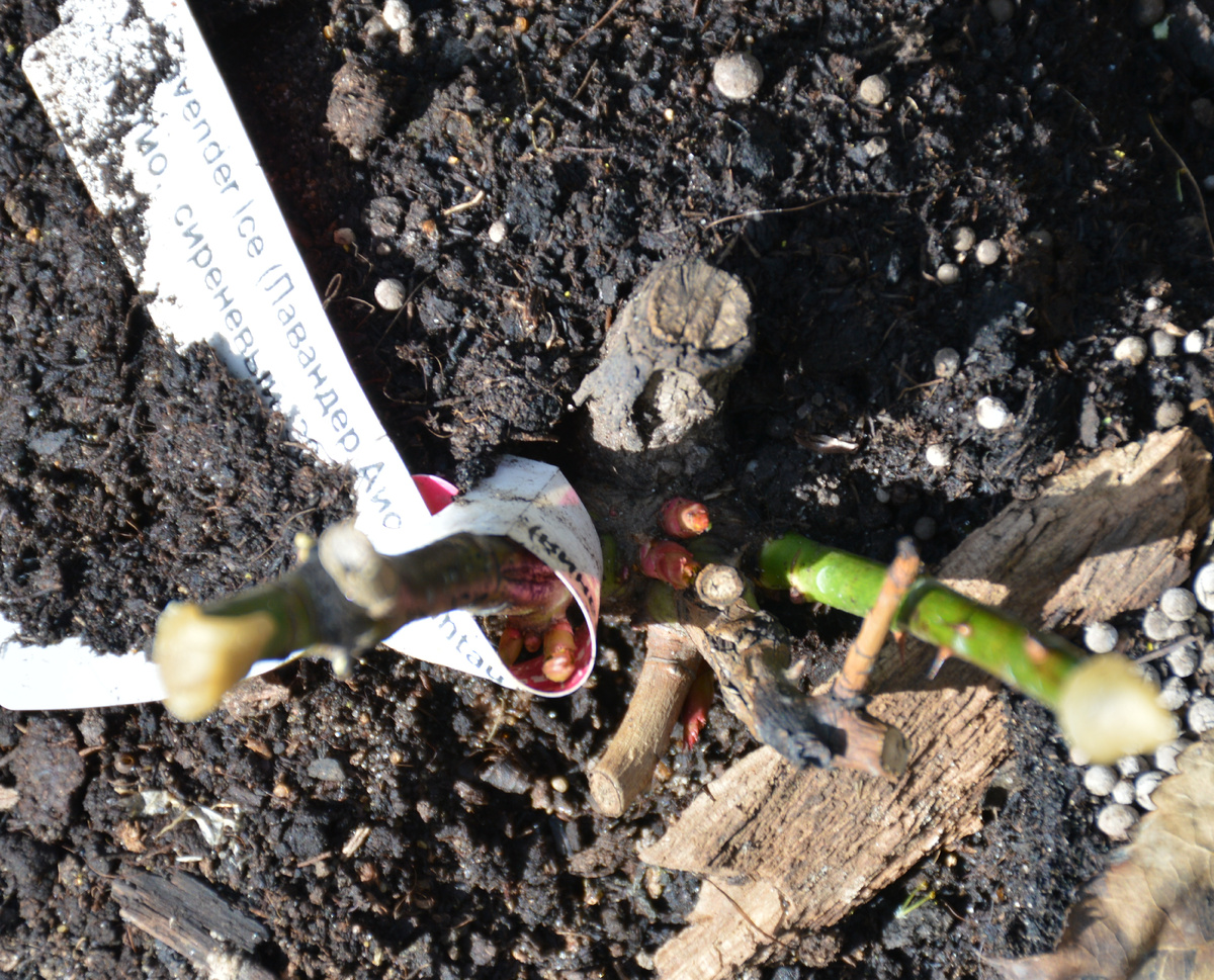 21 апреля 2024