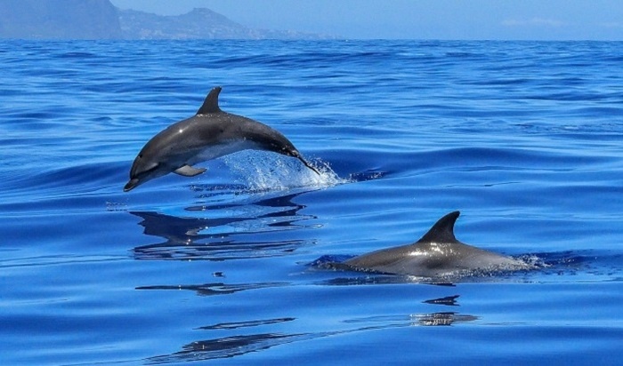    Ученые зафиксировали загадочные «разговоры» в океане