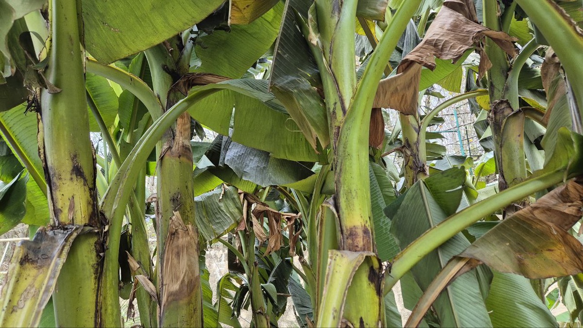 Типичные заросли банана в Сочи.