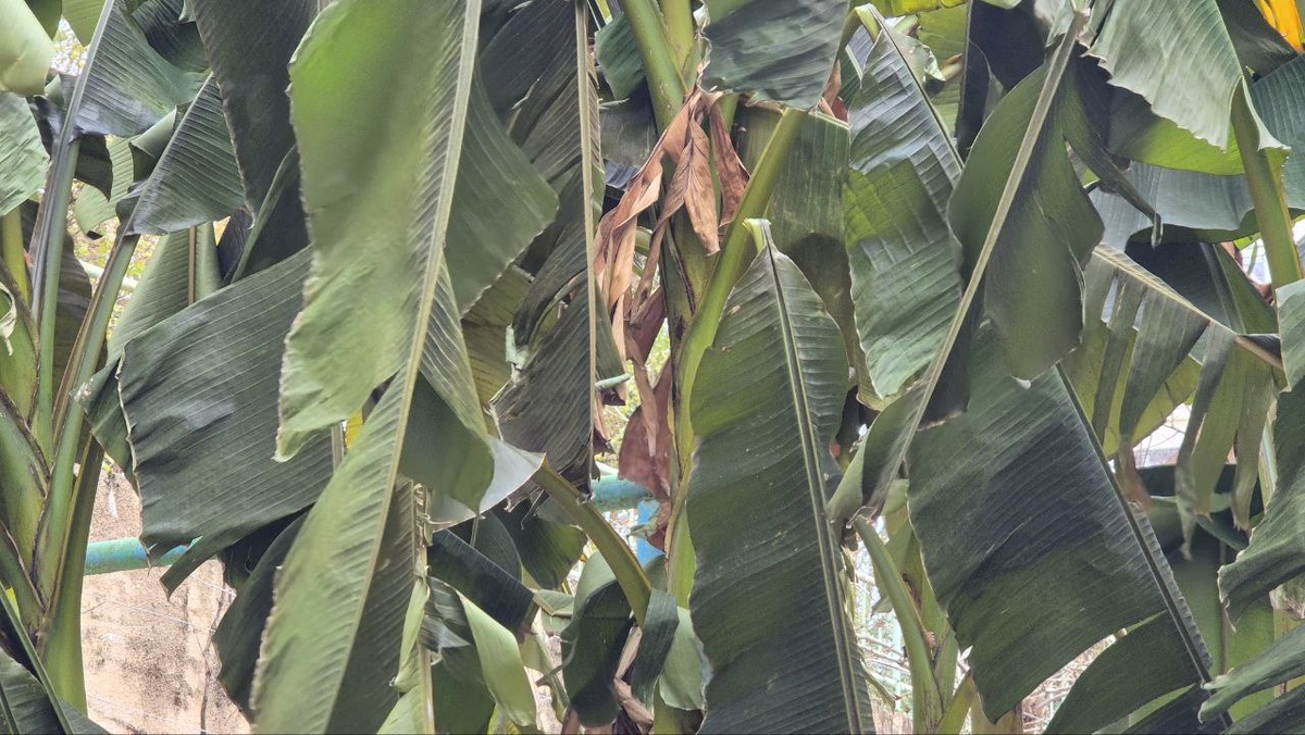 Общий вид банановой травы, поврежденной холодом.