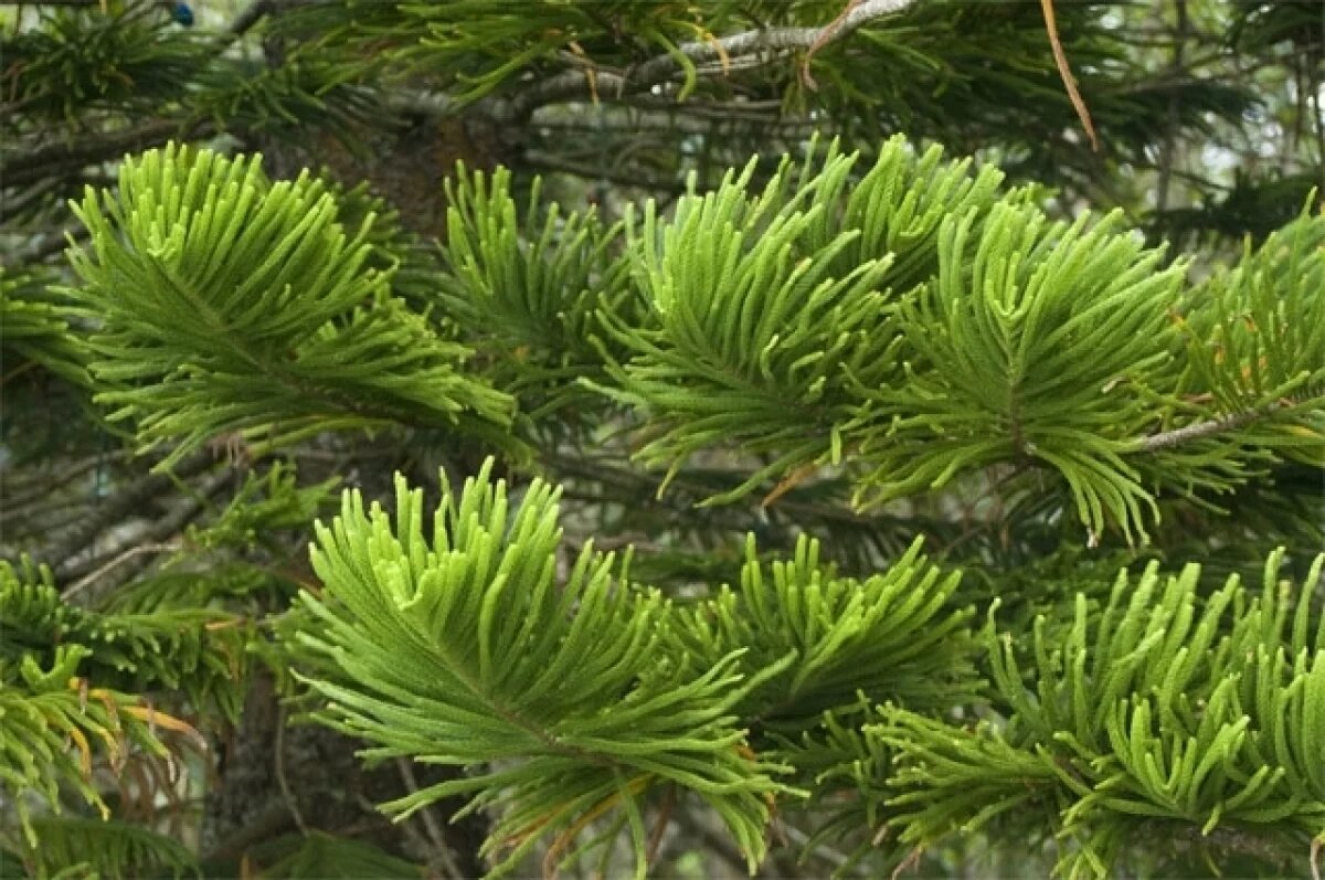    Араукария разнолистная