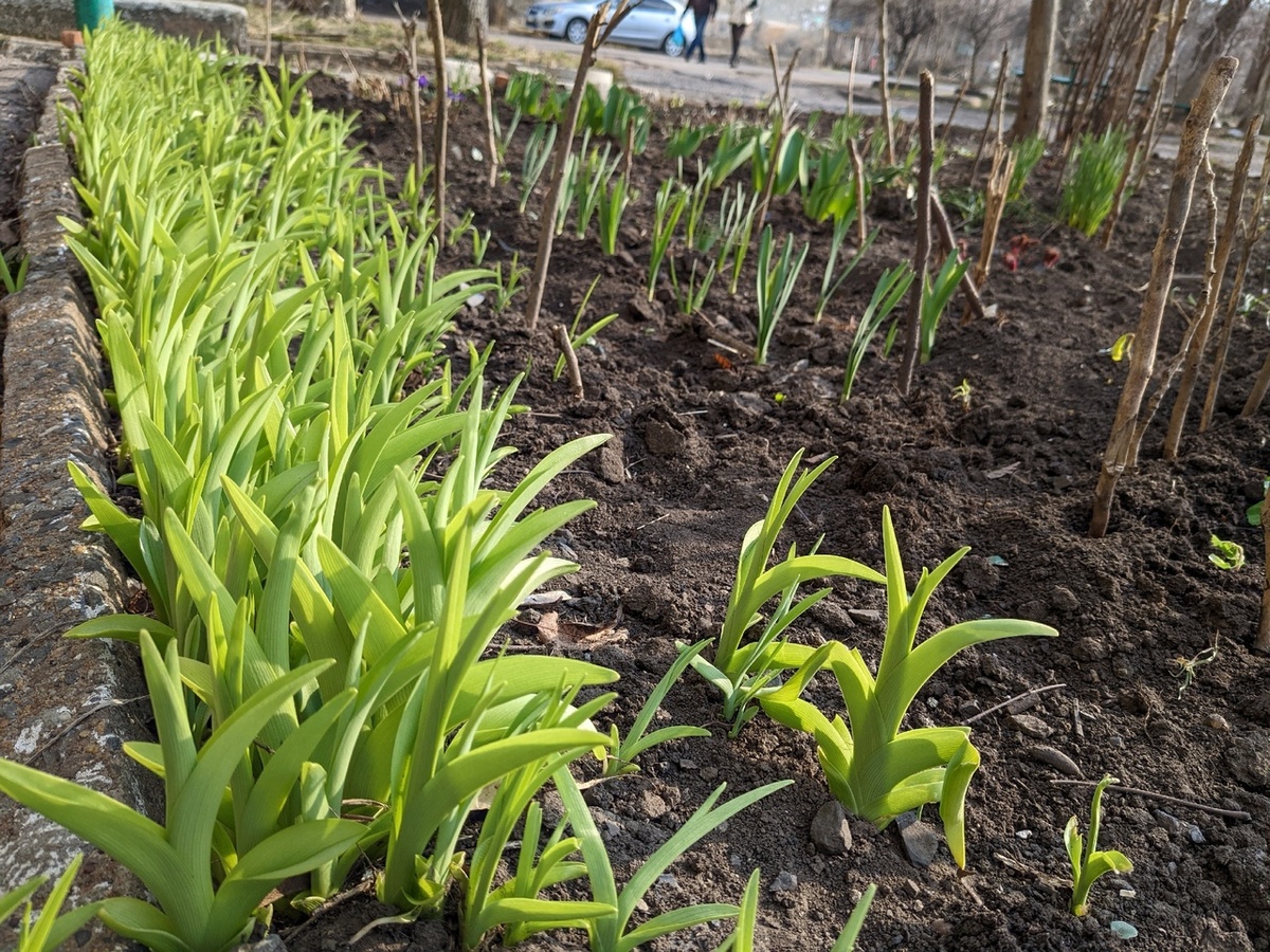 Придомовой палисадник в городе Снежное, ДНР