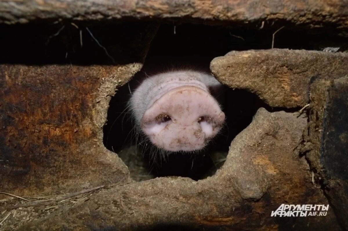    Жителям села на Алтае через суд запретили разводить свиней из-за зловоний