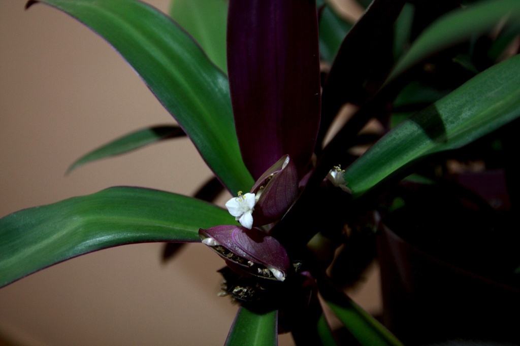  Традесканция покрывальчатая