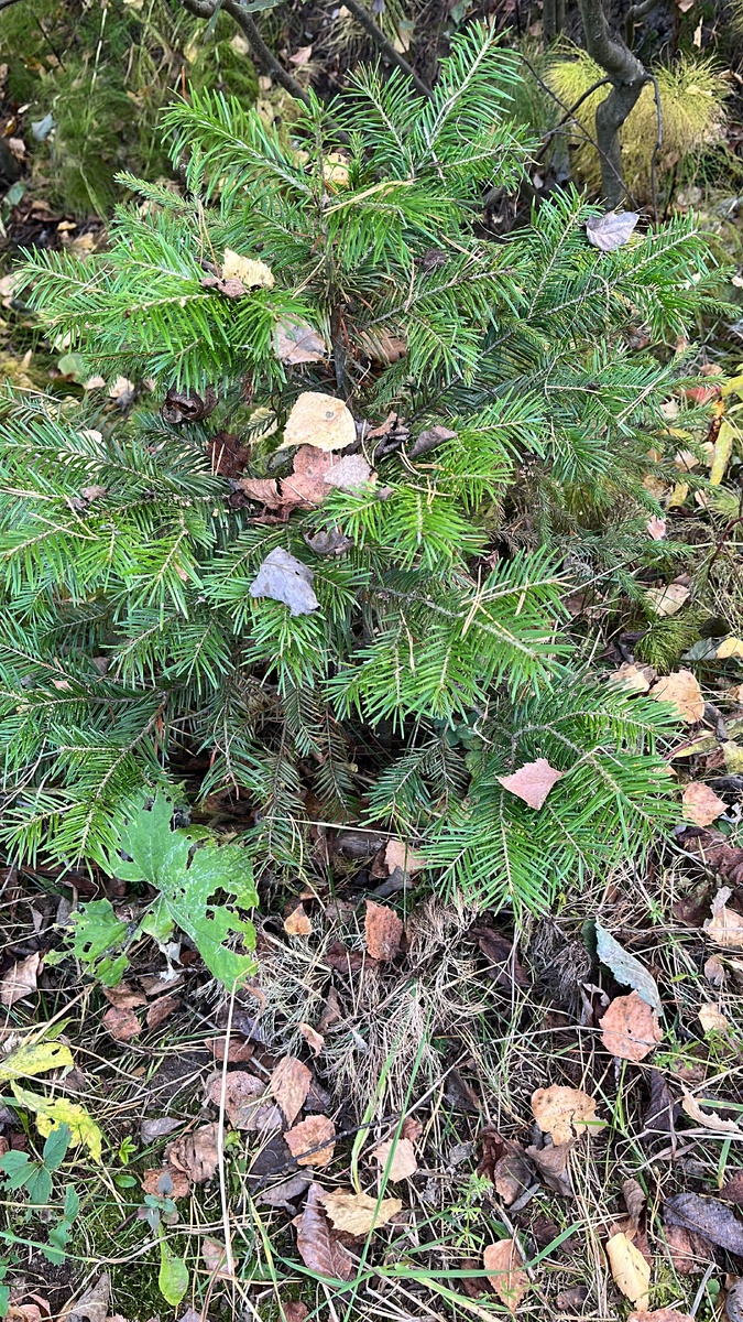 Молодая пихта в лесу (фото из архива)