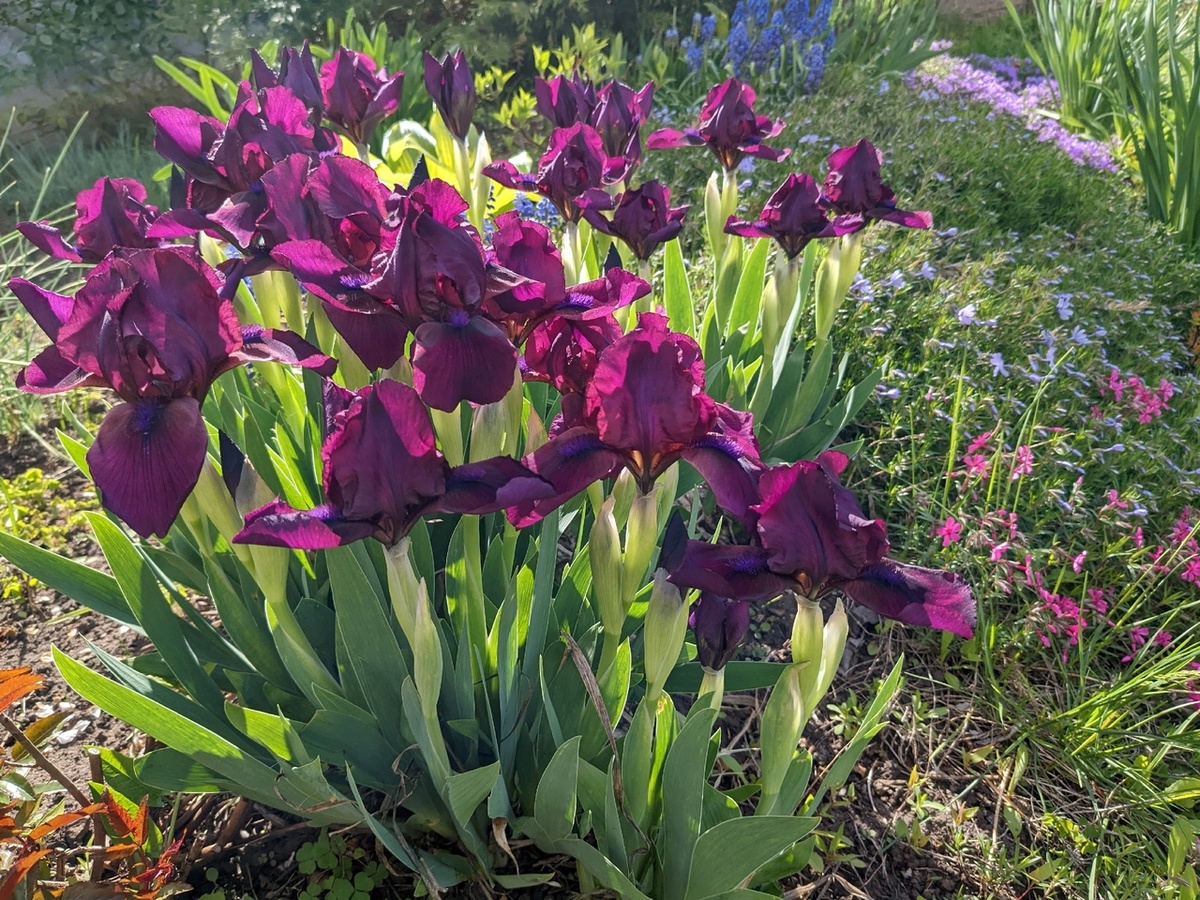 Ирис карликовый, сорт Pastel Charme