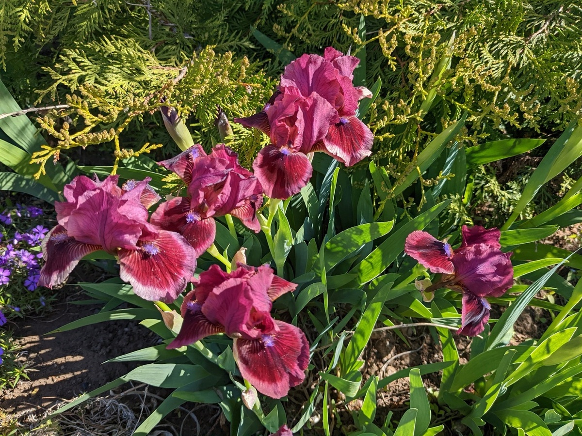 Ирис карликовый, сорт Cats Eye