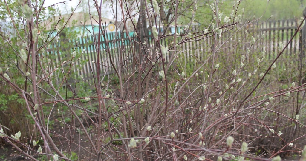 Ежегодная обрезка ирги — для сбора ягод и живой изгороди