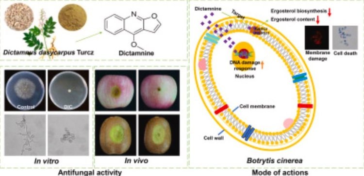    Ясенец мохнатоплодный бросает вызов грибам серой гнили