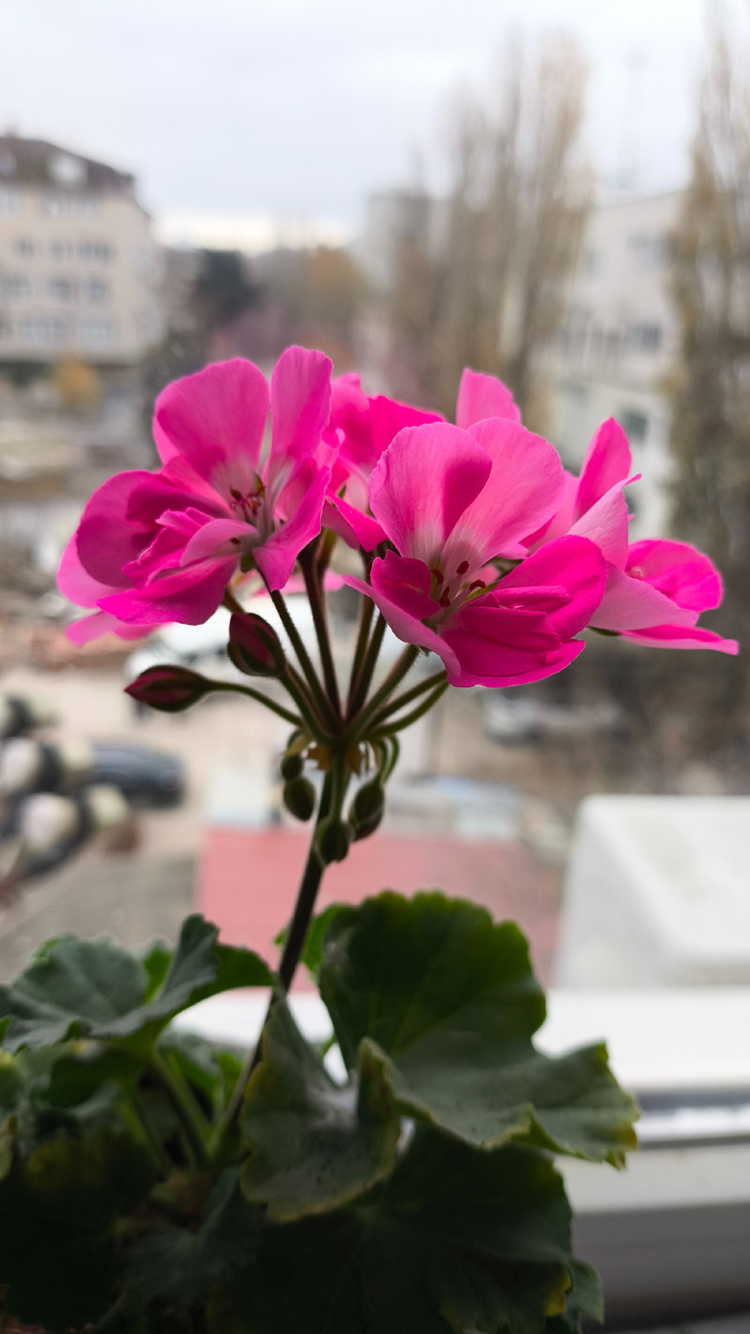 У меня накануне поездки расцвела герань