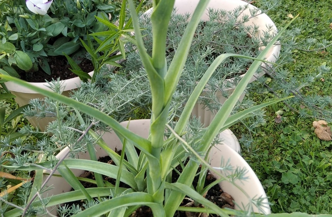 В вазоне хорошо разросся