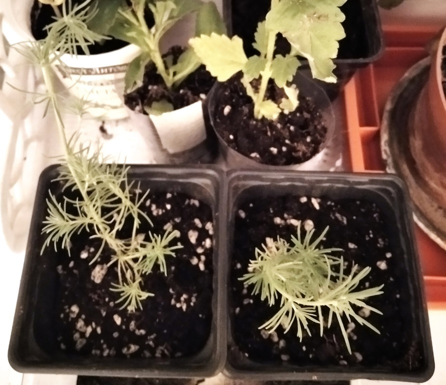 Такими они приехали из магазина