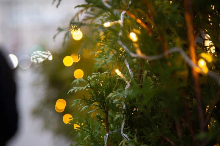    Фото: Общественная Служба Новостей Софья Чулкова