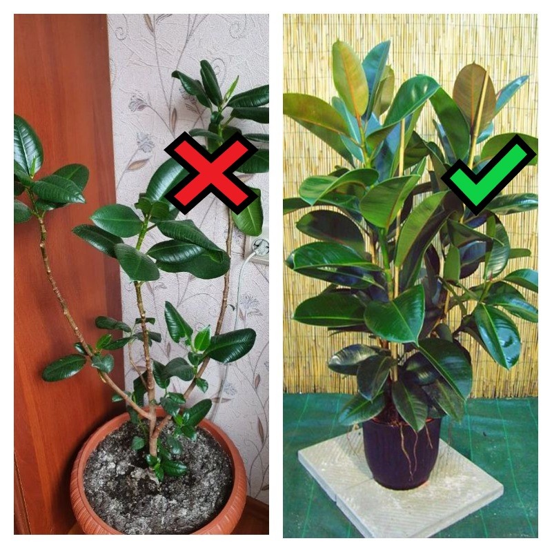 Такие фикусы, как слева - сплошь и рядом, а вот чтобы вырастить экземпляр, похожий на правый - надо постараться