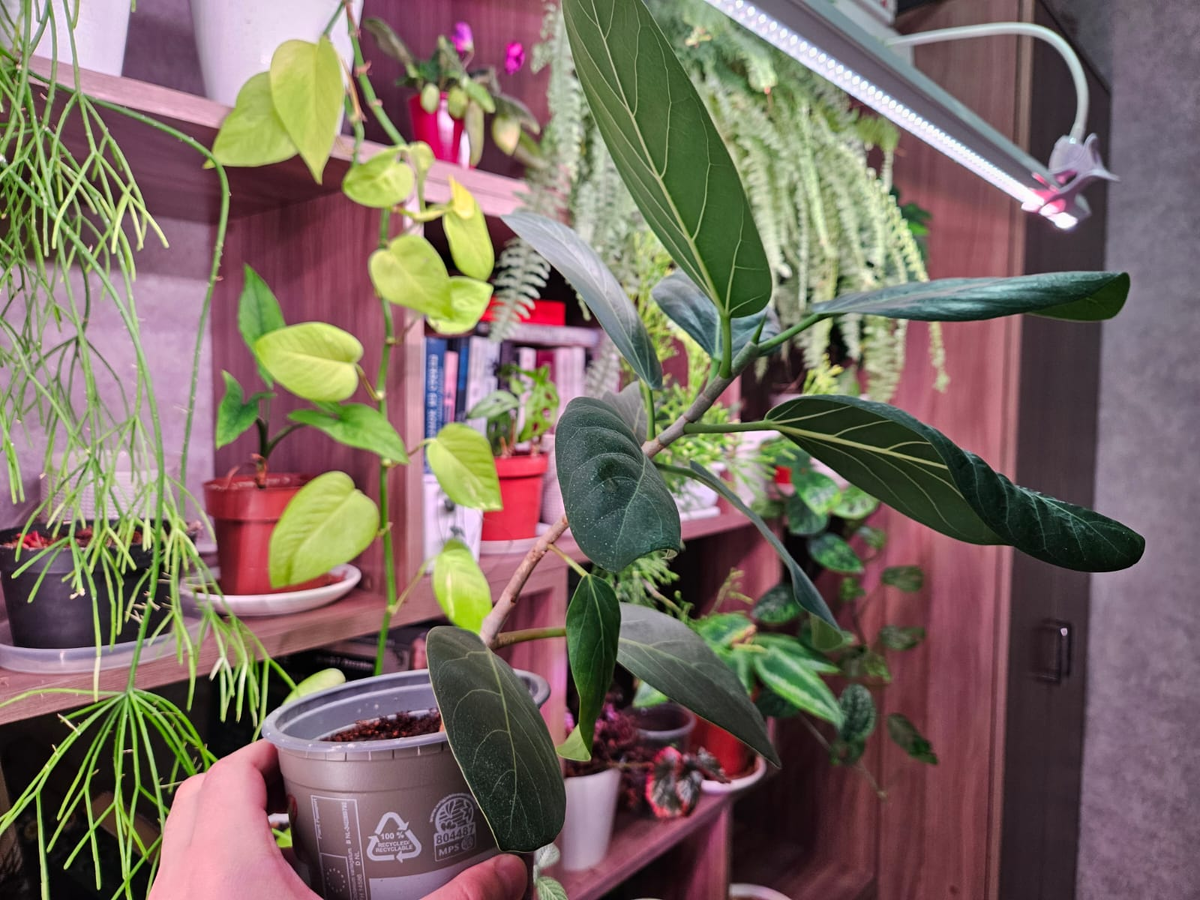 Фикус Одри - растёт хорошо, но тянется к свету