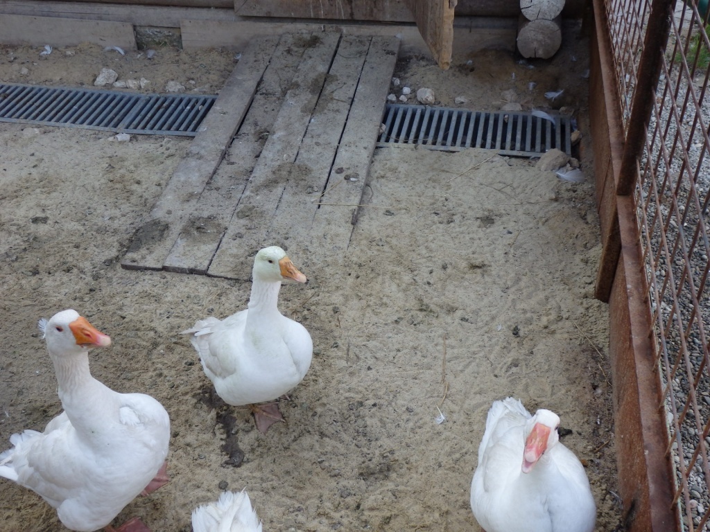  Домашние утки и гуси