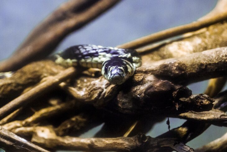 Getty Images/andreidoso
