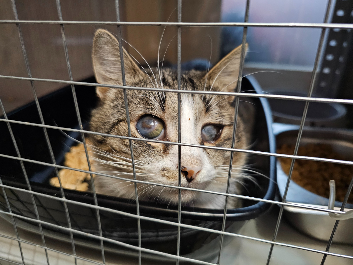 Фото автора. Арашик в ожидании.