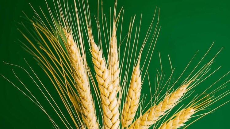    Листовые удобрения вышли за пределы простой подкормки на уровень глобальной защиты здоровья человека