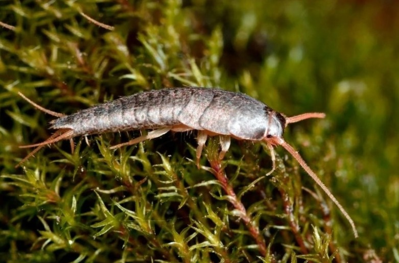 В поисках дома.