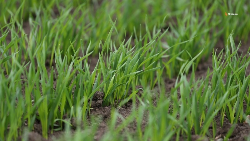      Фото: ИА «Победа26»