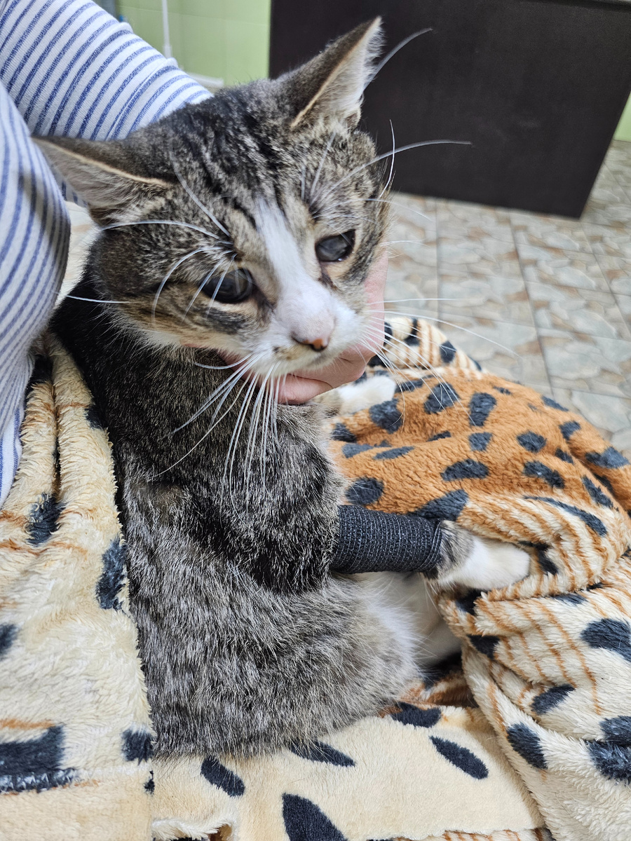 Фото автора. Арашик.