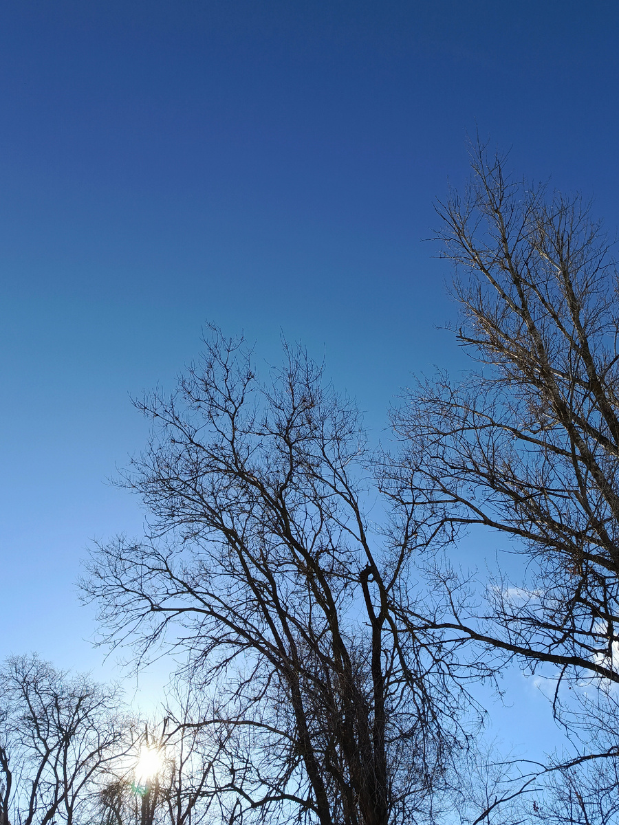Яркое солнце на ярком небе - хочется зимой больше видеть таких красок