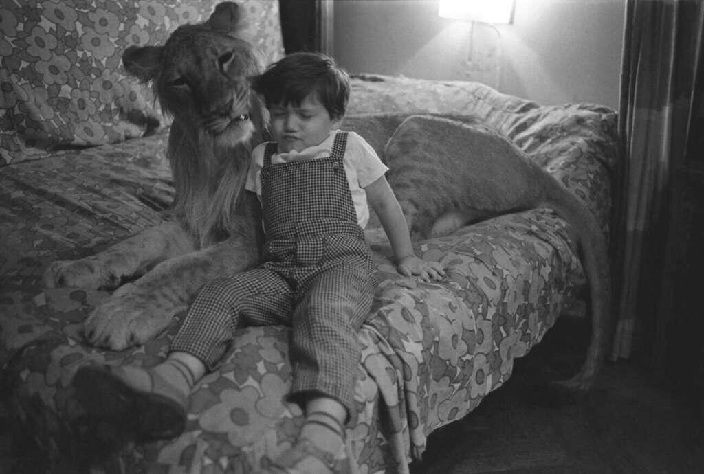 Лев кинг берберовых. Лев кинг и семья берберовых трагедия. Кинг 2 лев берберовых трагедия. У меня дома лев. Лев кинг и семья берберовых.