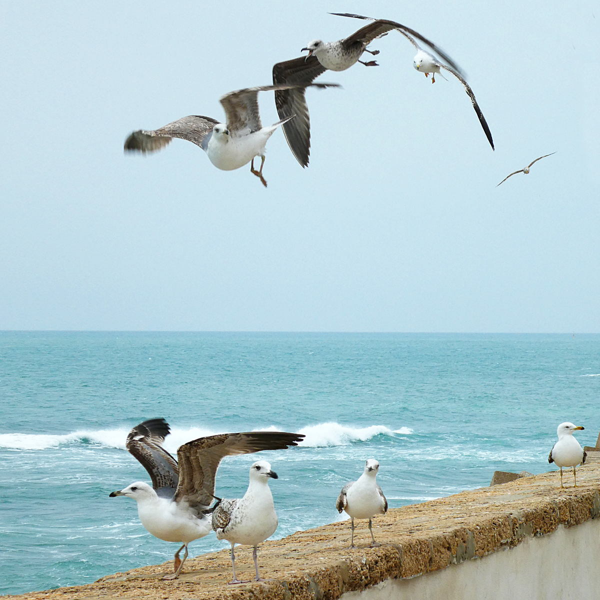 Чайки бьются за тур в Светлогорск. Фото автора.