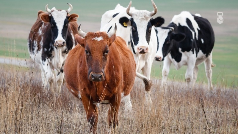      Фото: ИА «Победа26»