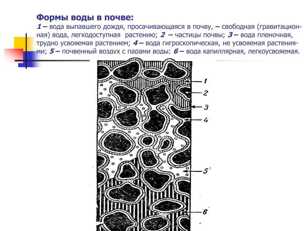 Картинка из интернета