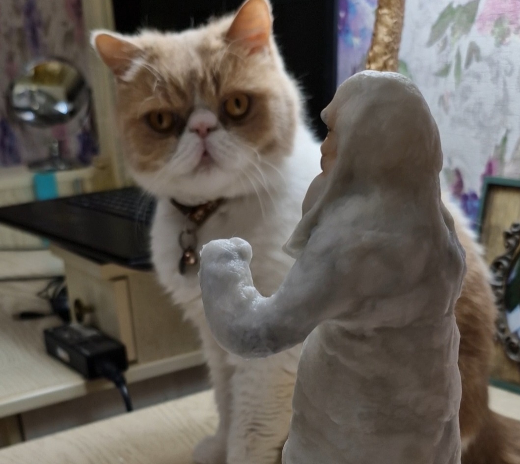 Немой вопрос в глазах кота