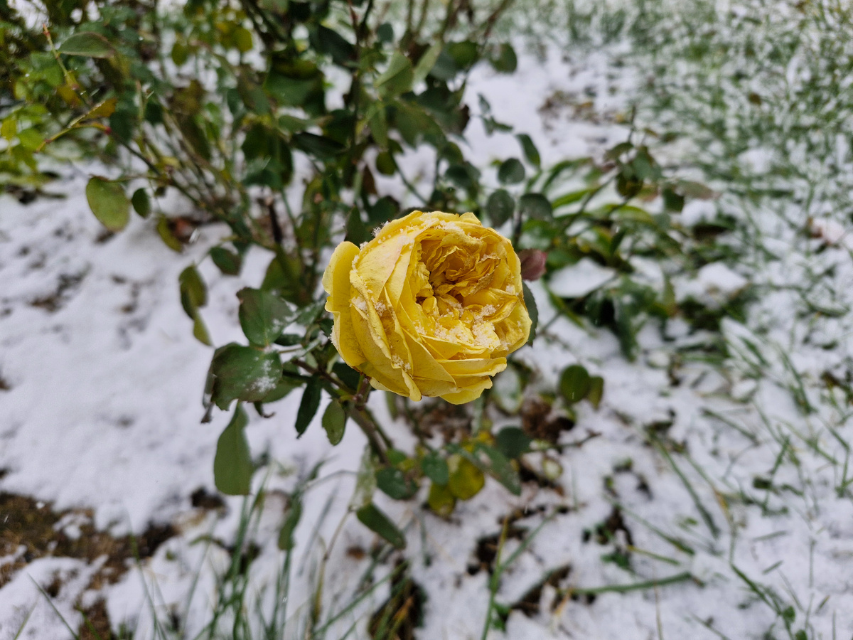 Снег был вчера. Уже растаял, конечно