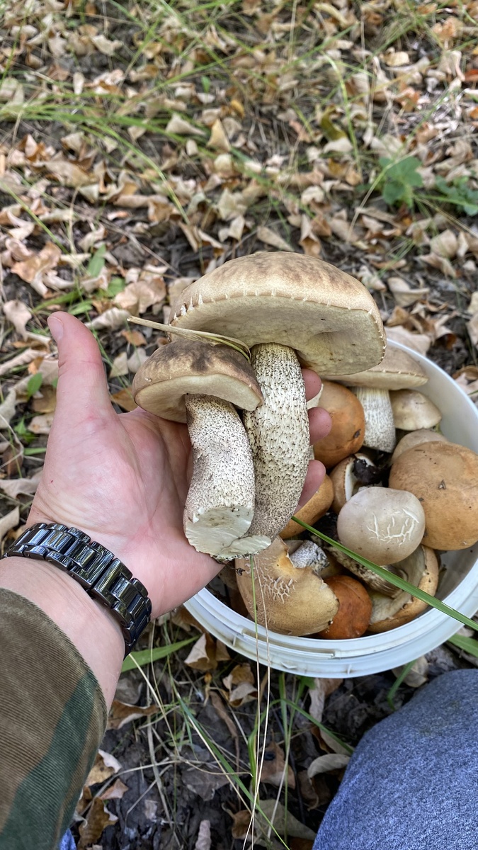 Грибалка 2024 ( подосиновики)