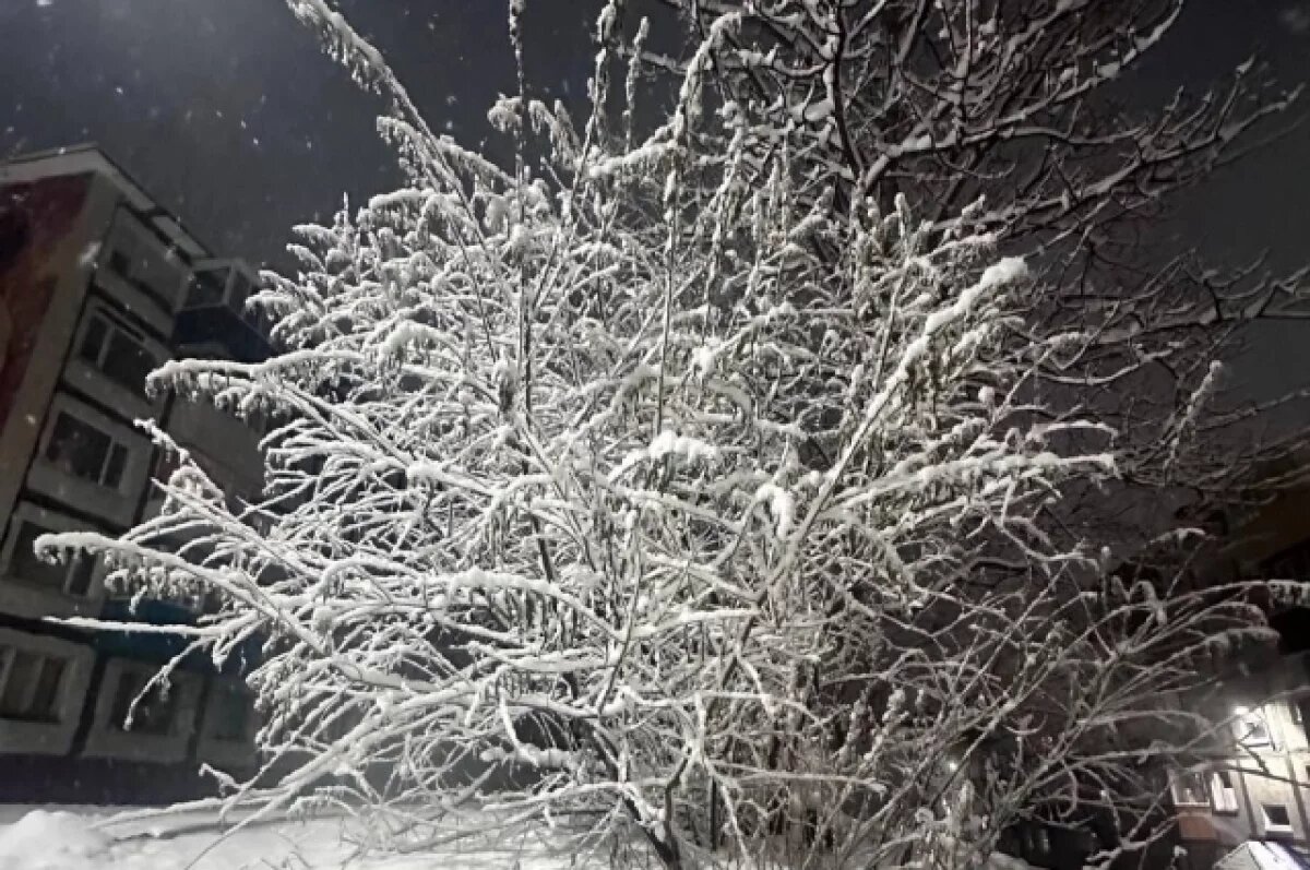    В Центральном парке Владимира началась вырубка деревьев