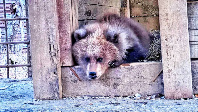 Фото: телеграм-канал "Земля прайда"