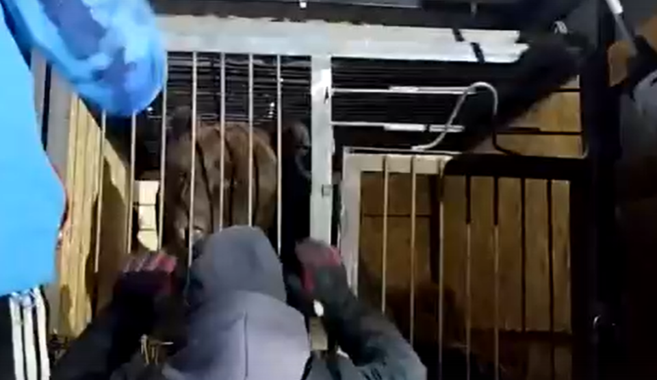   В барнаульский зоопарк привезли медведя. Источник: Кадр из видео