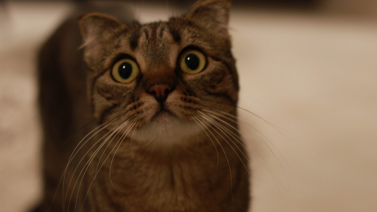     Источник: 1MI