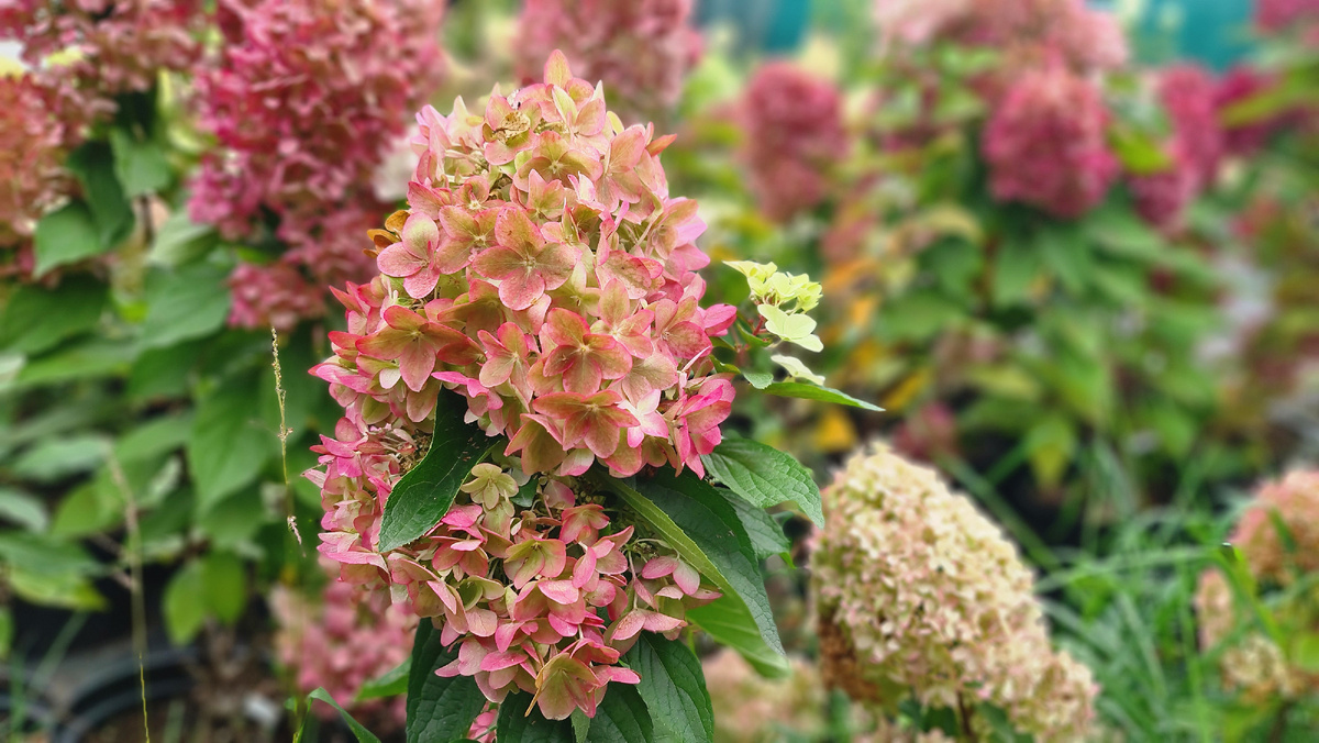 Металлика в фирменном цвете. 1 сентября