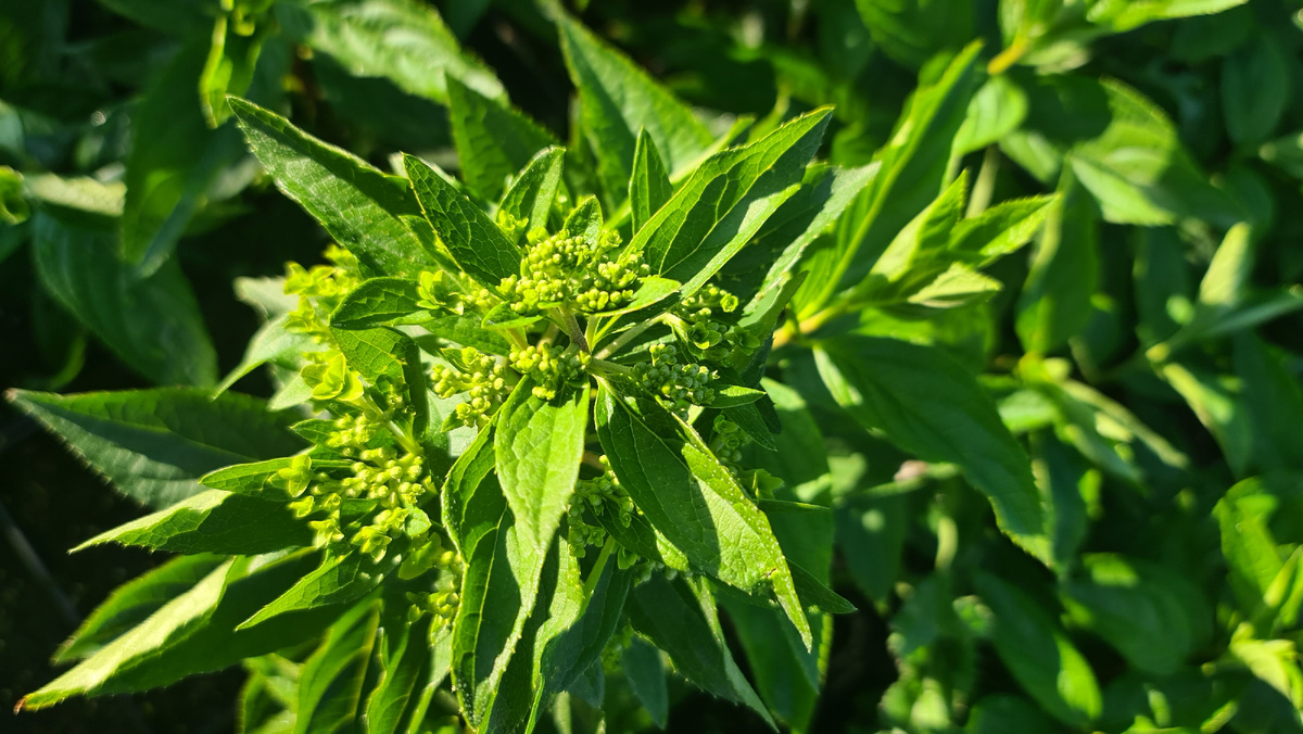 Первые зачатки бутонов. 30 июня