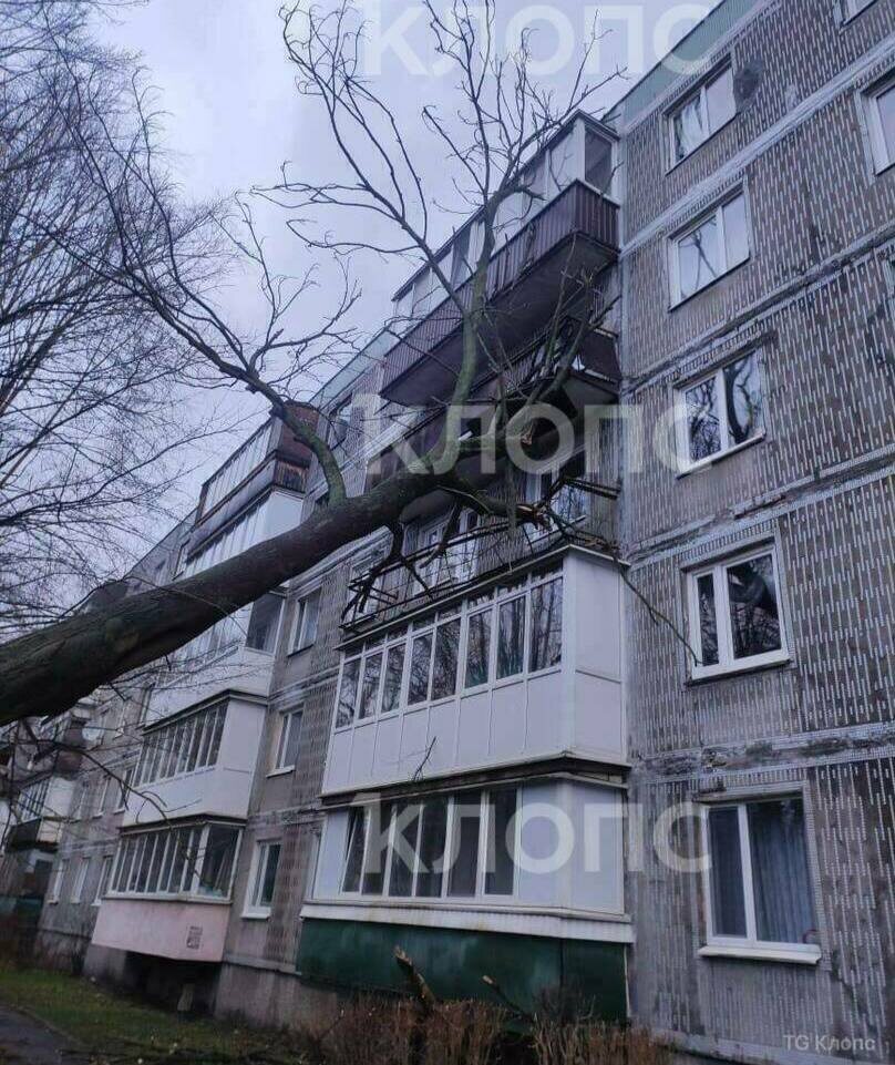 Фото из СМИ. Дерево упало на балкон.