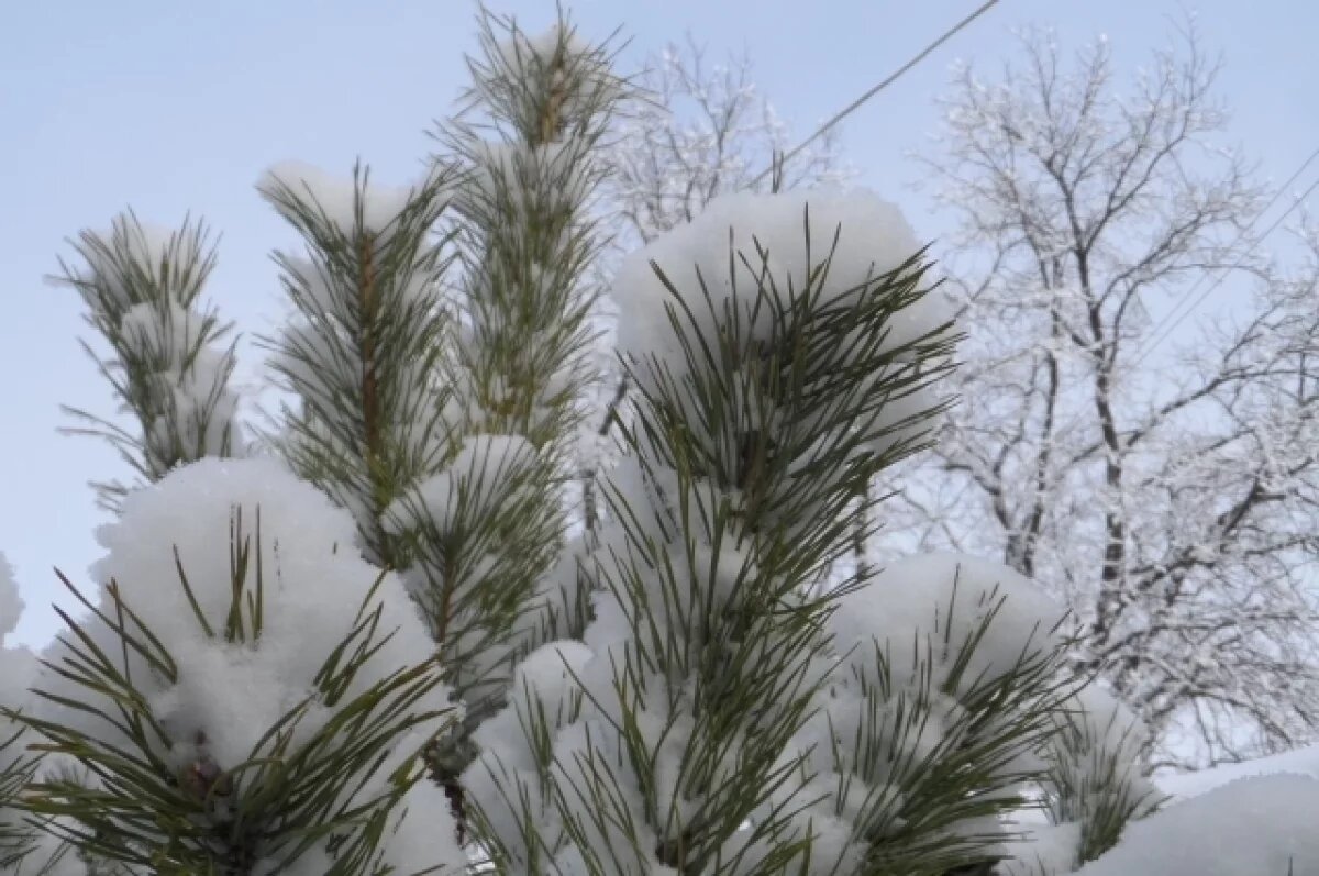   В Воронежской области стартовала «Операция «Ель»