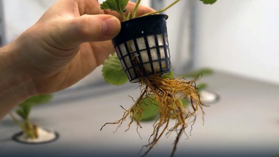 Фото: © Скриншот видео