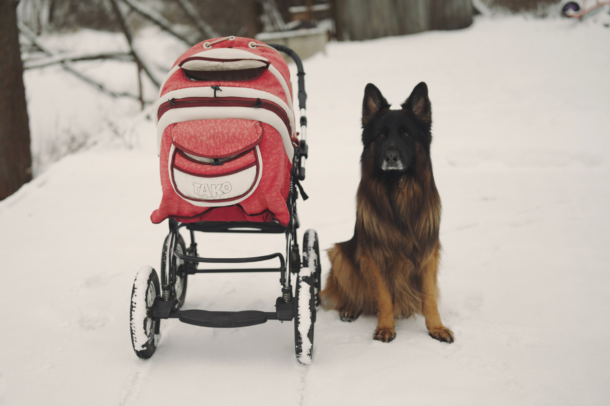 Локи с малышом на прогулке