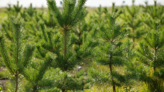    "Кузбассразрезуголь" борется за снижение выбросов парниковых газов Пётр Сергеев
