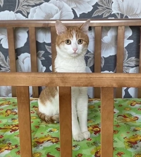 (Кот Твикс. Дело по его гибели объявил прекращённым Следственный комитет РФ).