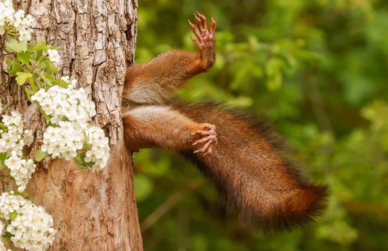    Milko Marchetti, comedywildlifephoto.com